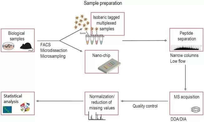 Fig. 3 MS-based single cell proteomics workflow